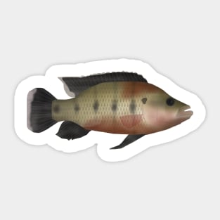 Banded Jewelfish Sticker